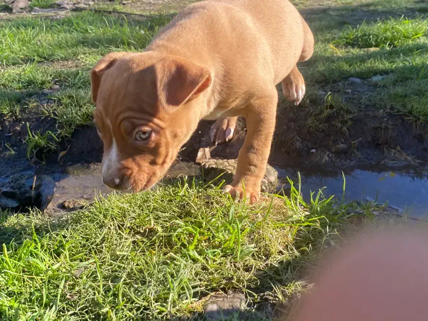 توله پیتبول پیت بول|سگ|تولم شهر, |دیوار