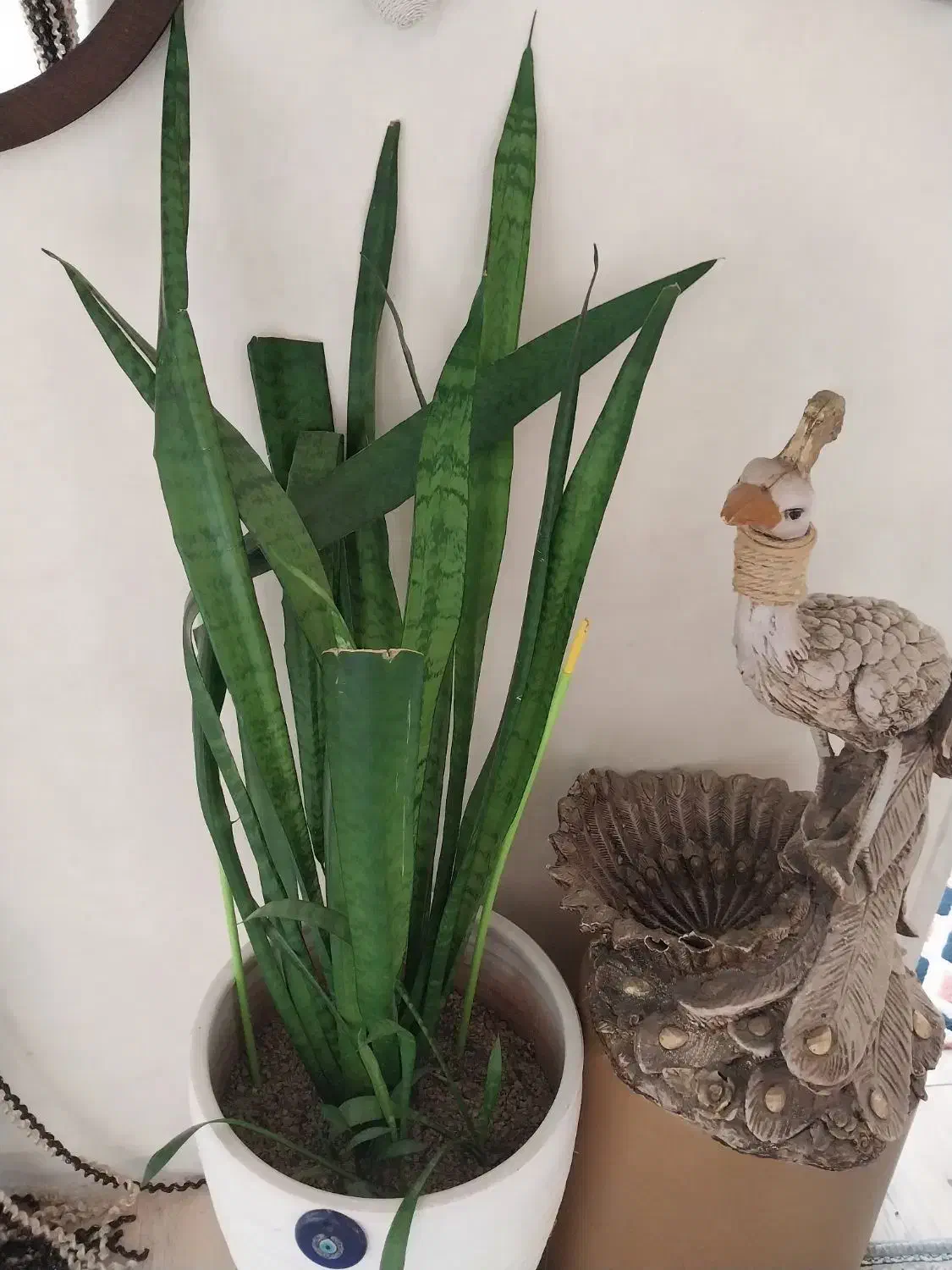 گل بنجمی|گل و گیاه طبیعی|رباط‌کریم, رباط‌کریم|دیوار