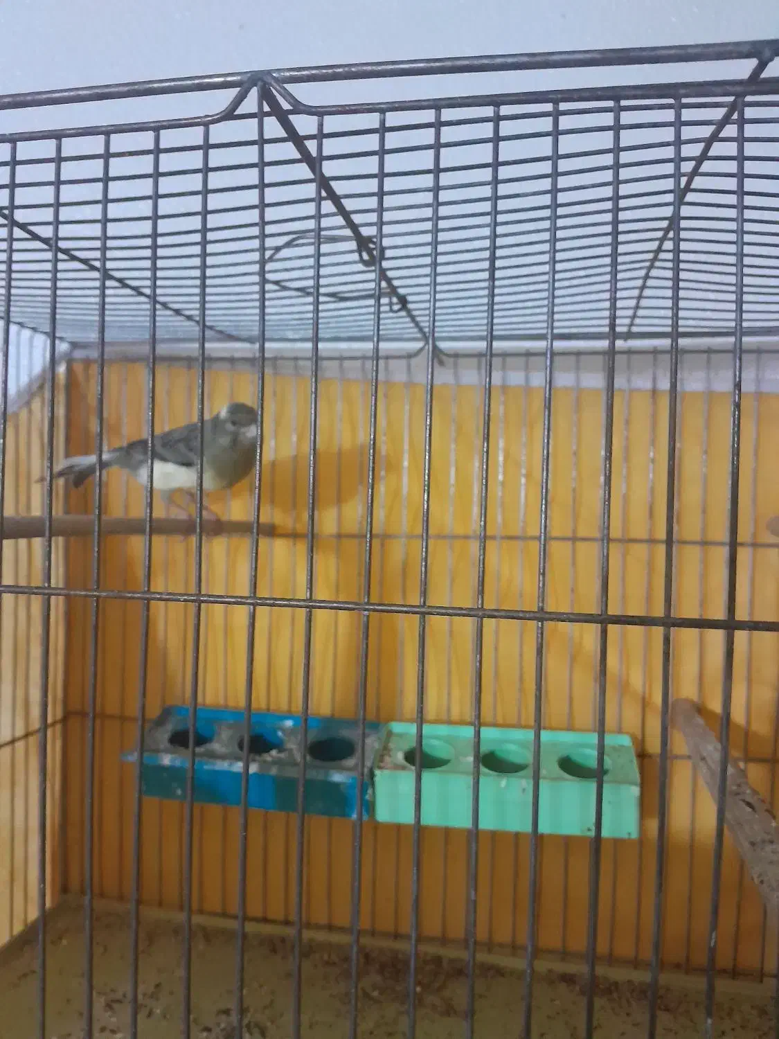 قناری|پرنده|شاهینشهر, گرگاب|دیوار