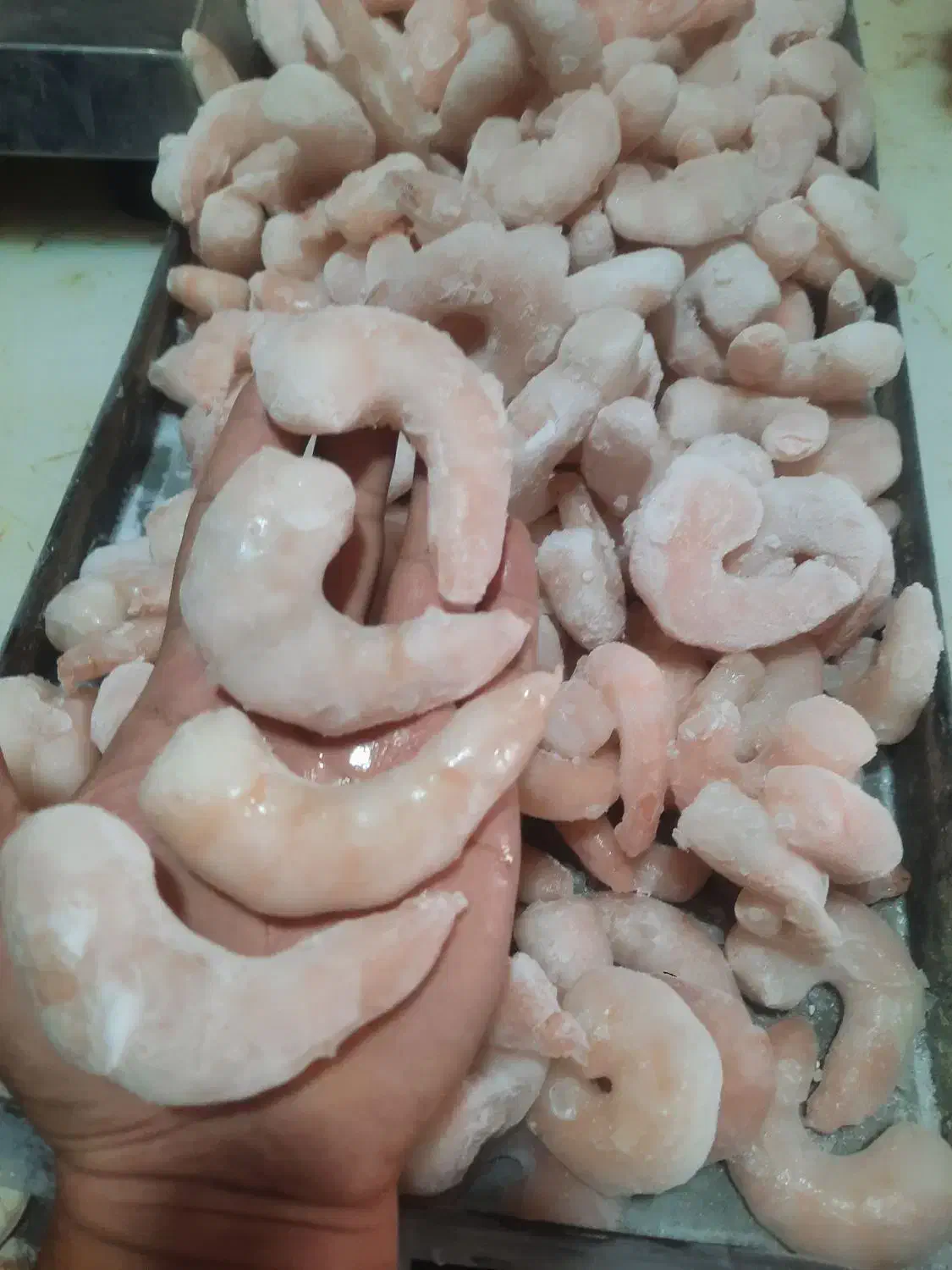 پخش میگو دریایی|خوردنی و آشامیدنی|اهواز, شهرک نفت|دیوار