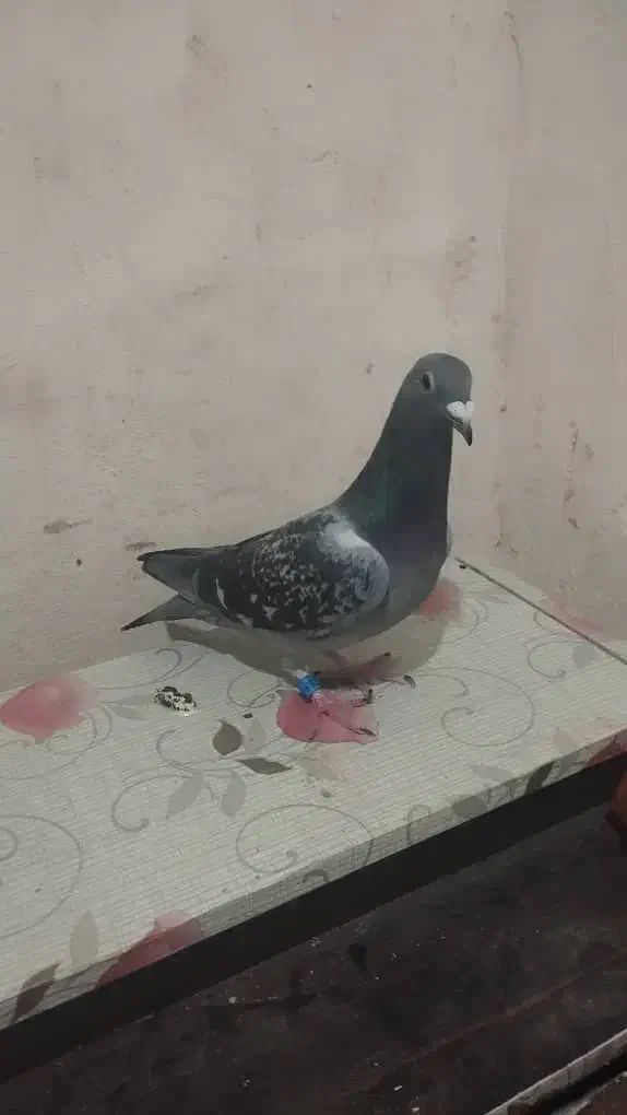 پلاکی|حیوانات|خرم‌آباد, |دیوار