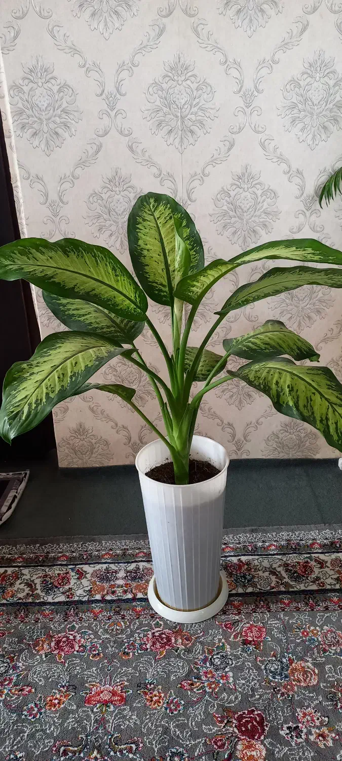 گل دیفن زیبا و شاداب|گل و گیاه طبیعی|لنگرود, |دیوار