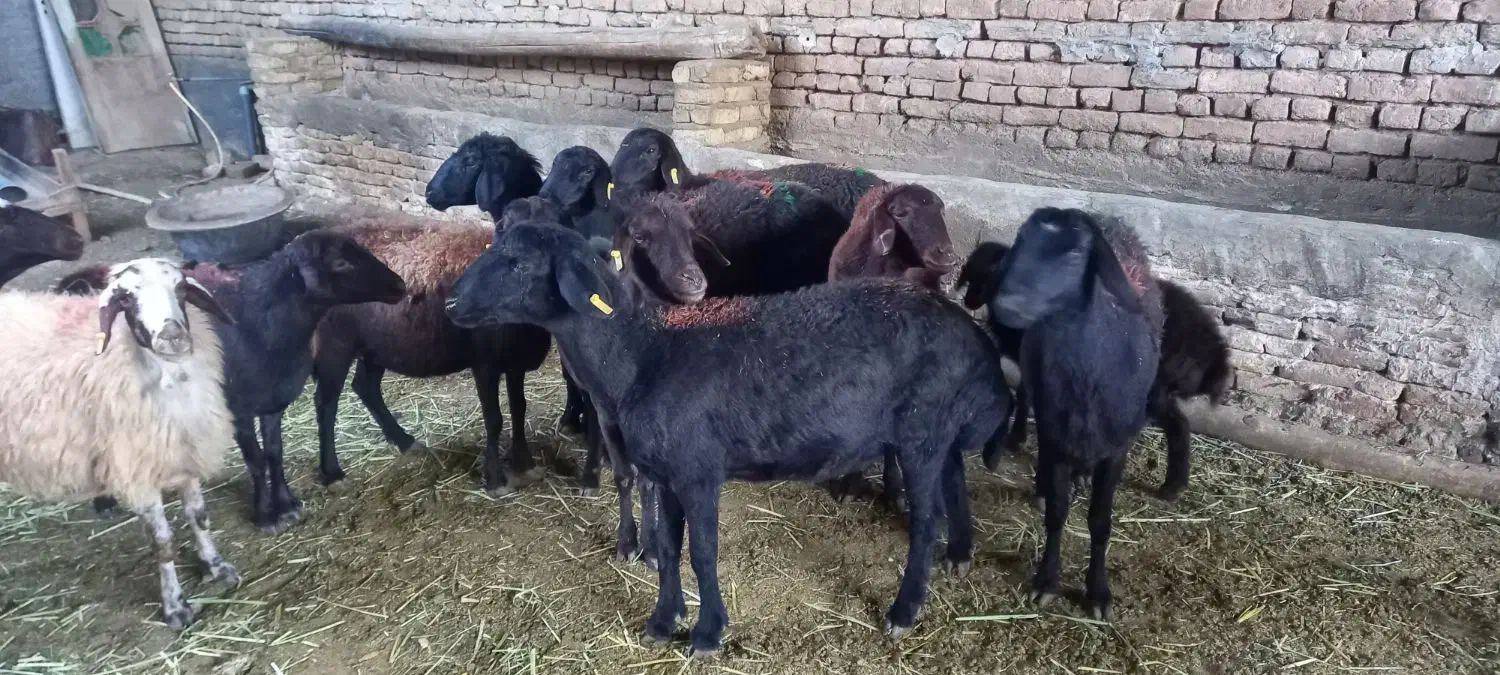 میش جوان کاور دو دندان و چهار دندون آبستن|حیوانات مزرعه|زاوه, |دیوار