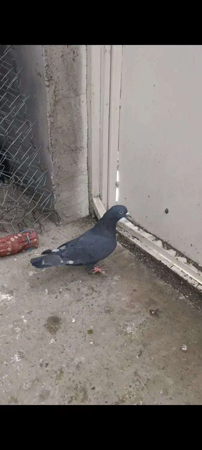 زاغ ماده|پرنده|سردشت, |دیوار