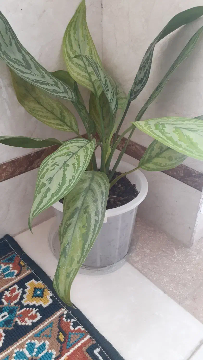 گلهای طبیعی سانسوریا ویشم|گل و گیاه طبیعی|بندر انزلی, چهارفریضه|دیوار