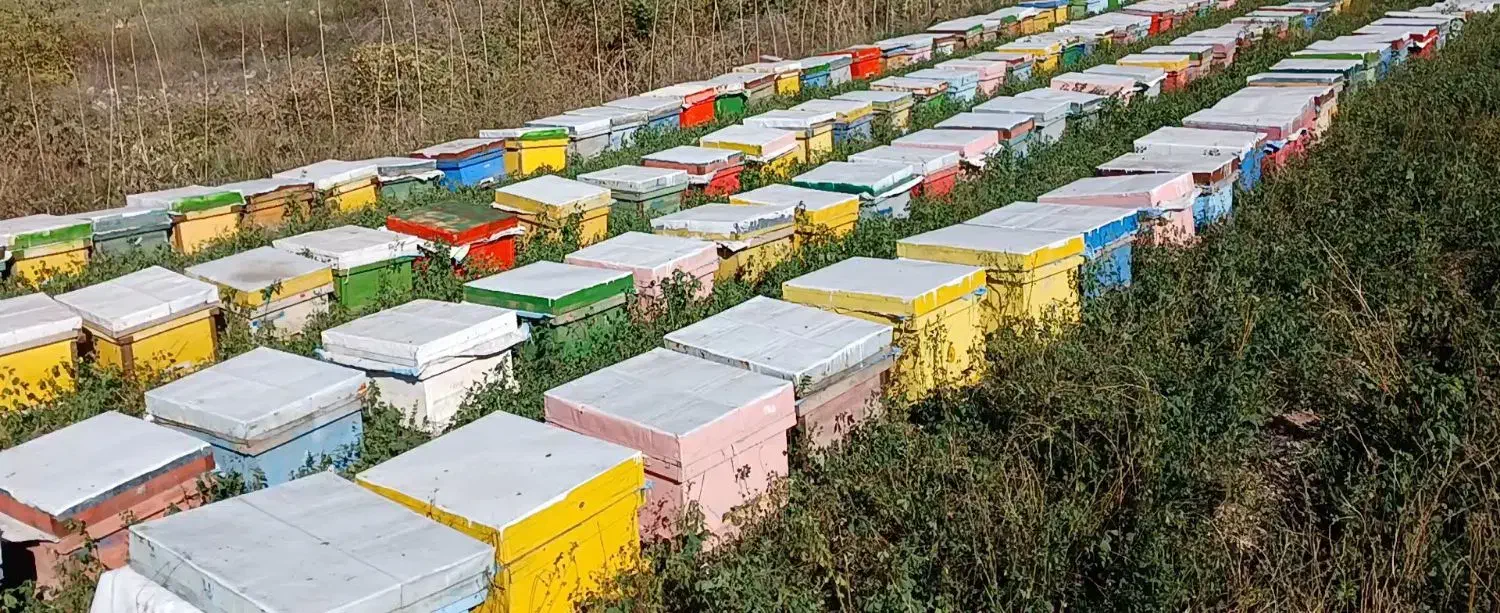 فروش کندوی خالی|لوازم جانبی حیوانات|منجوان, |دیوار