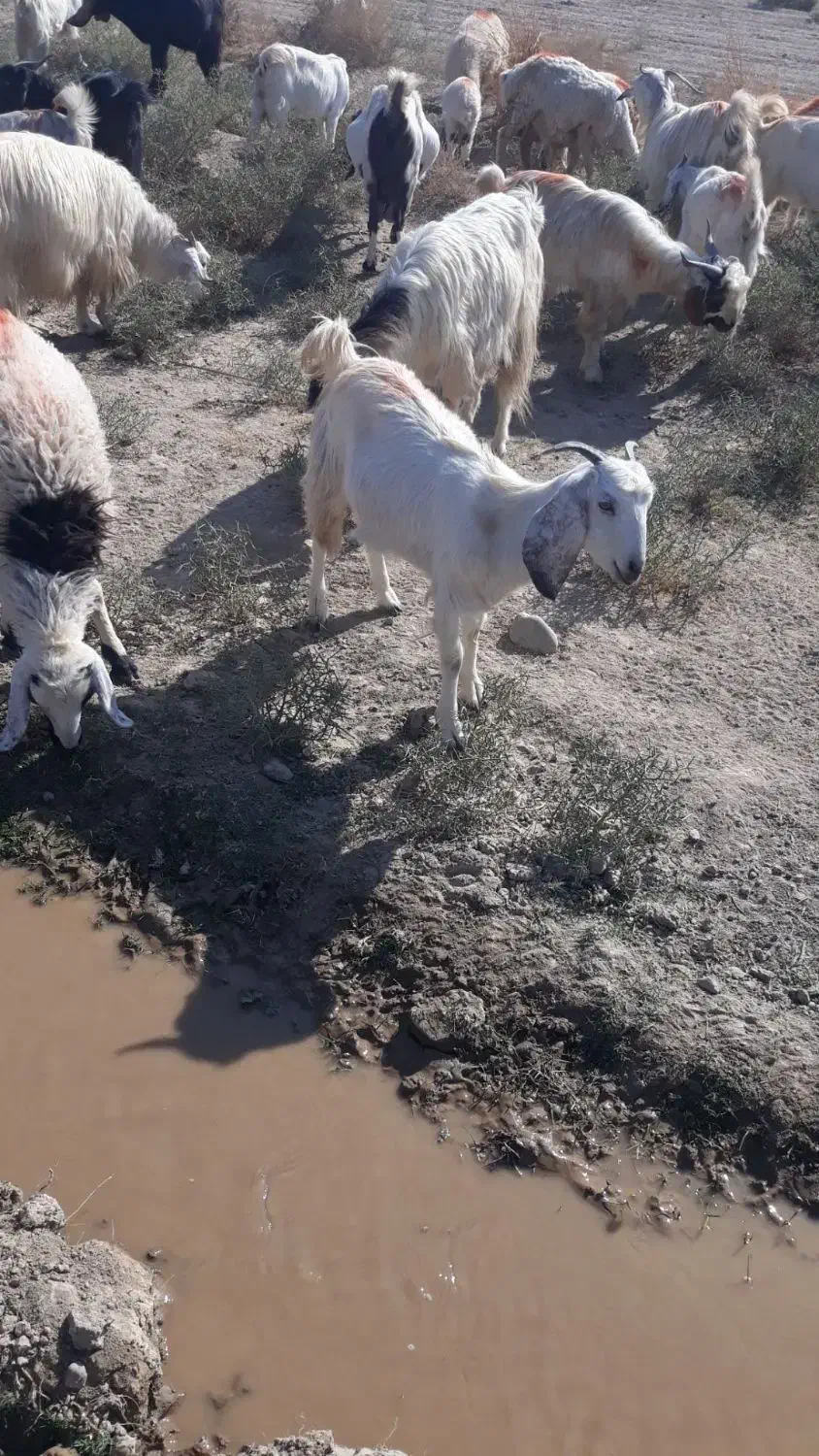 گوسفند فروشی|حیوانات مزرعه|جیرفت, |دیوار