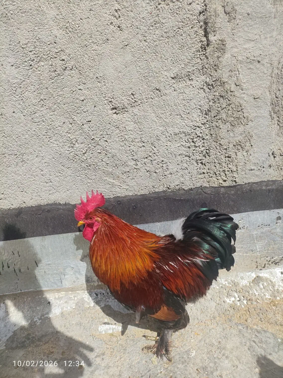 .خروس .جوان.|حیوانات مزرعه|شیراز, کوشک میدان|دیوار