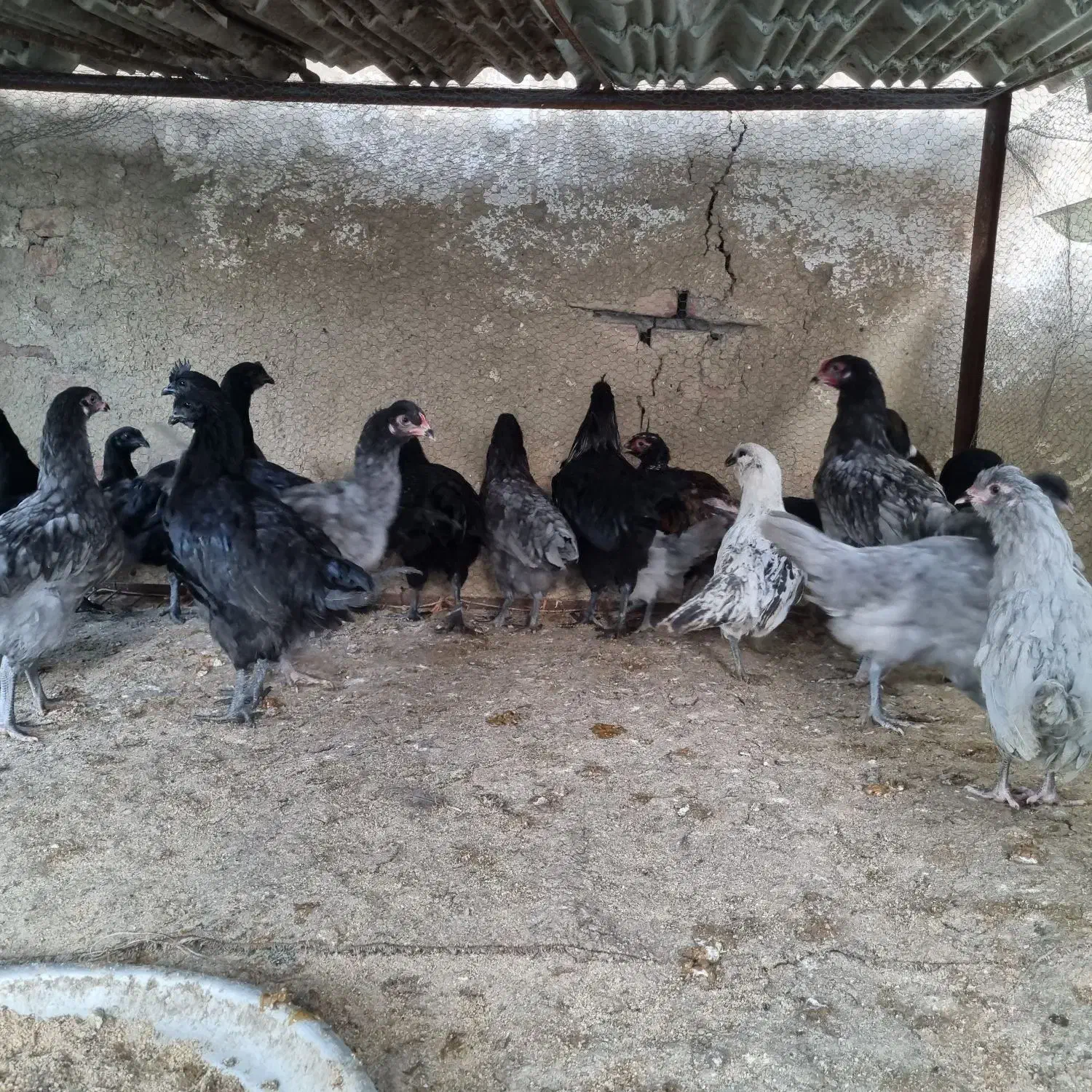 فروش مرغ و خروس ایام سمانی و آراکانا و امرکانا|حیوانات مزرعه|قائمشهر, |دیوار