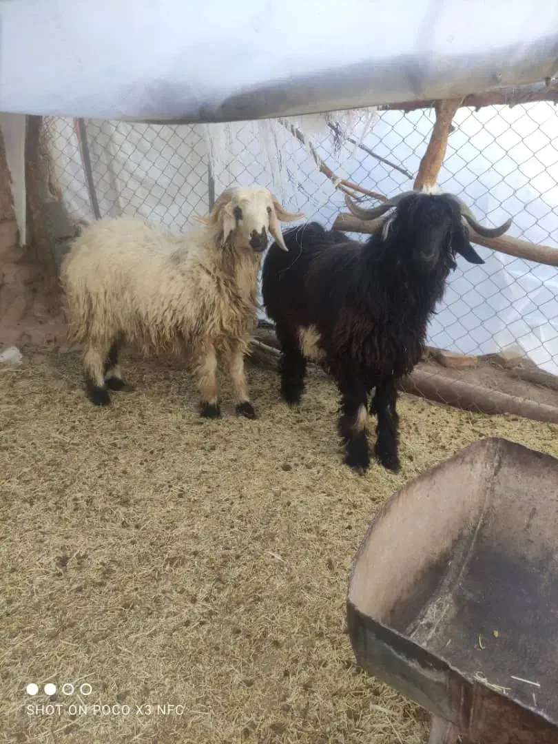 بره نر|حیوانات مزرعه|یزد, |دیوار