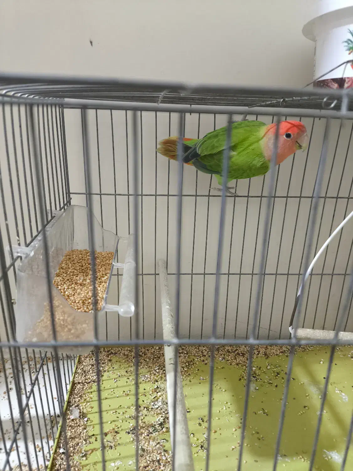 طوطی برزیلی کوتوله|پرنده|شریفآباد, |دیوار