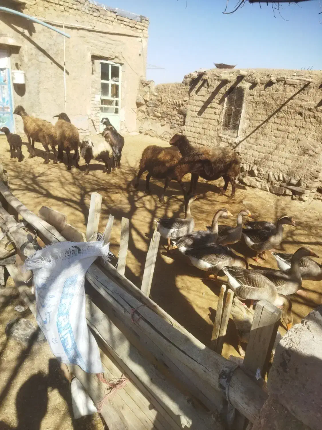 میش بره|حیوانات مزرعه|خنداب, |دیوار