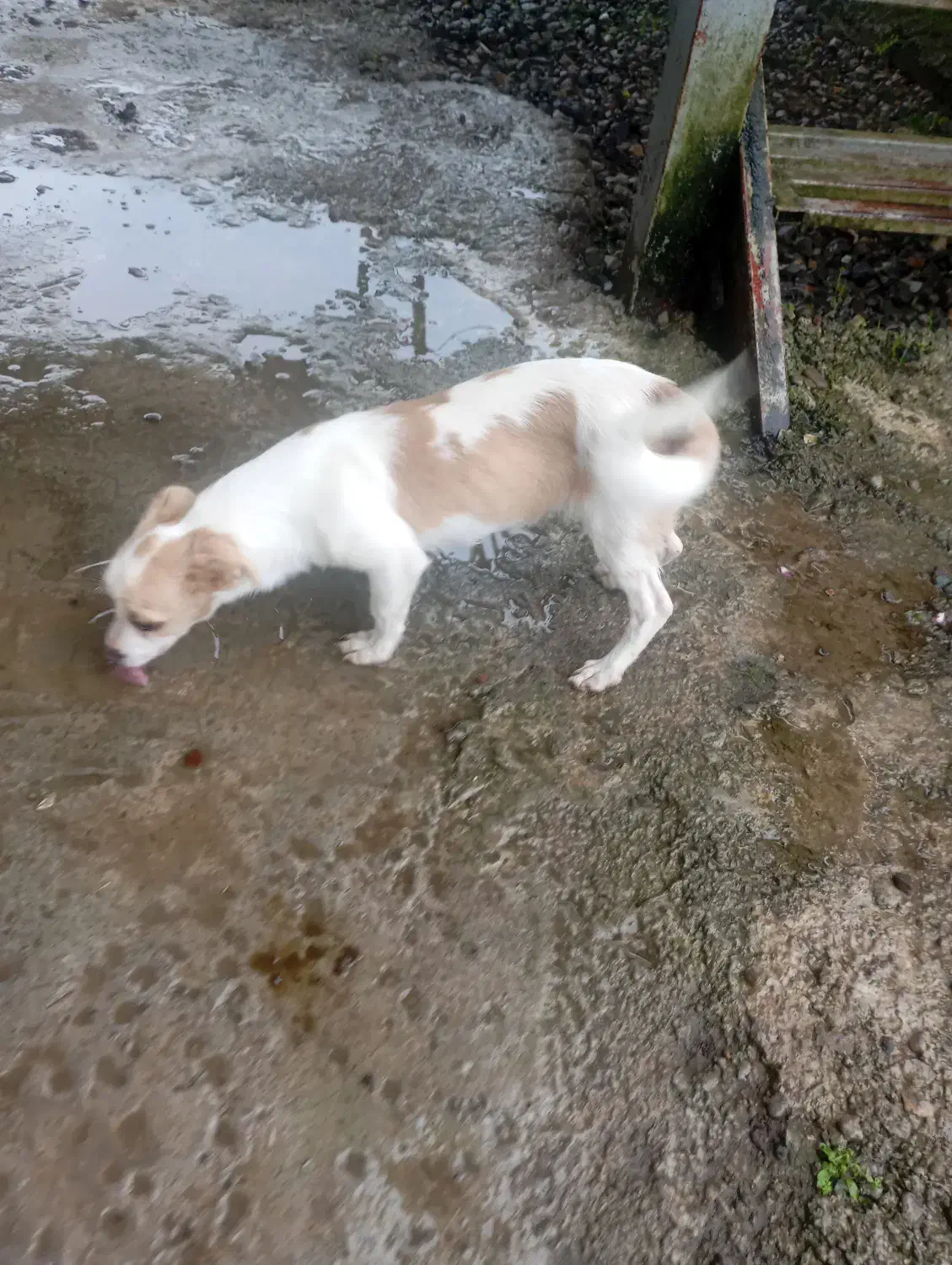 سگ پا کوتاه نر|سگ|لاهیجان, کوی زمانی|دیوار