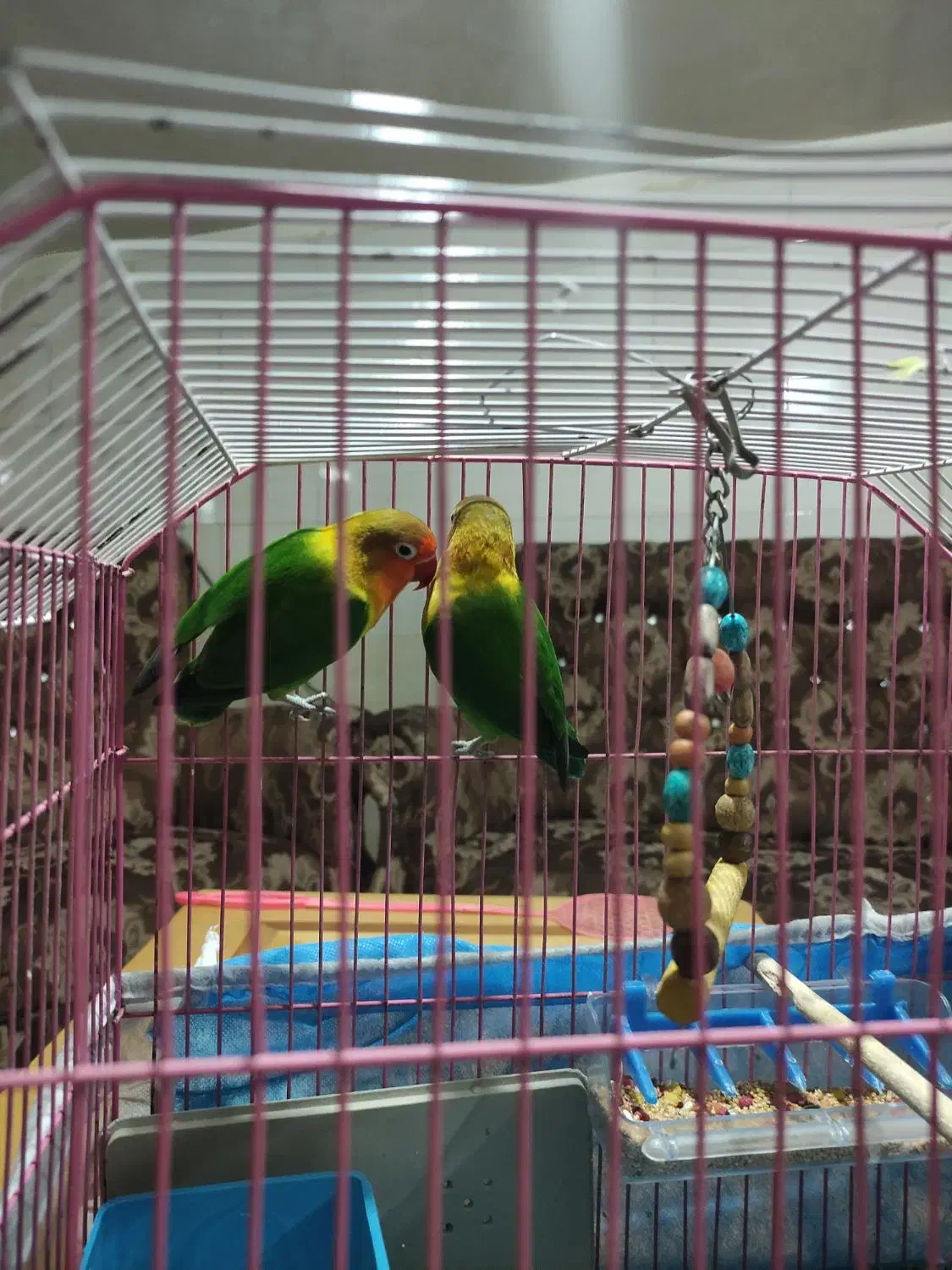 دو عدد توتوی برزیلی|پرنده|بستان آباد, |دیوار