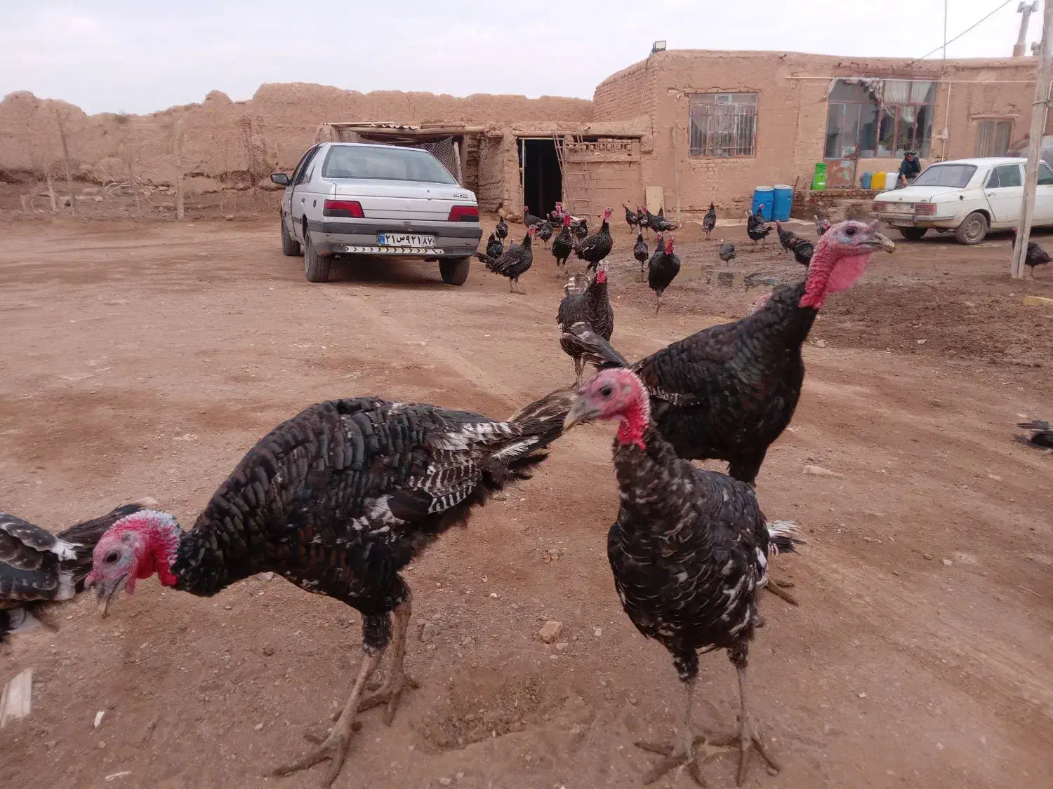 بوقلمون|حیوانات مزرعه|دشتابی, |دیوار