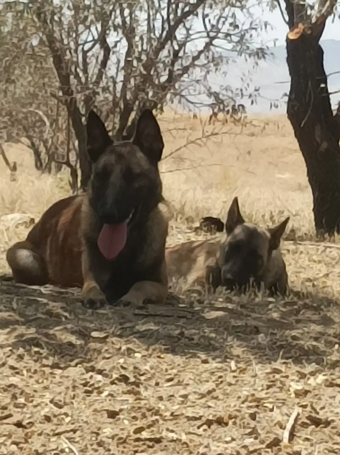 سگ مالینیوز|سگ|سمیرم, |دیوار