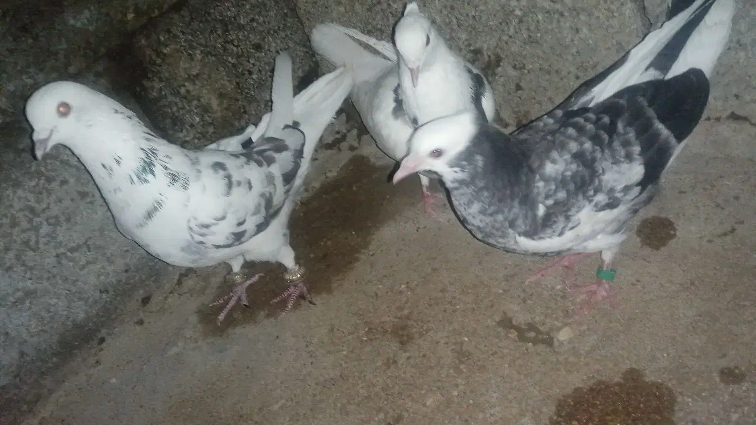 ۳عدد کبوتر خوب کاشانی 250 شازده 200 طوقی 250|پرنده|مسجد سلیمان, |دیوار