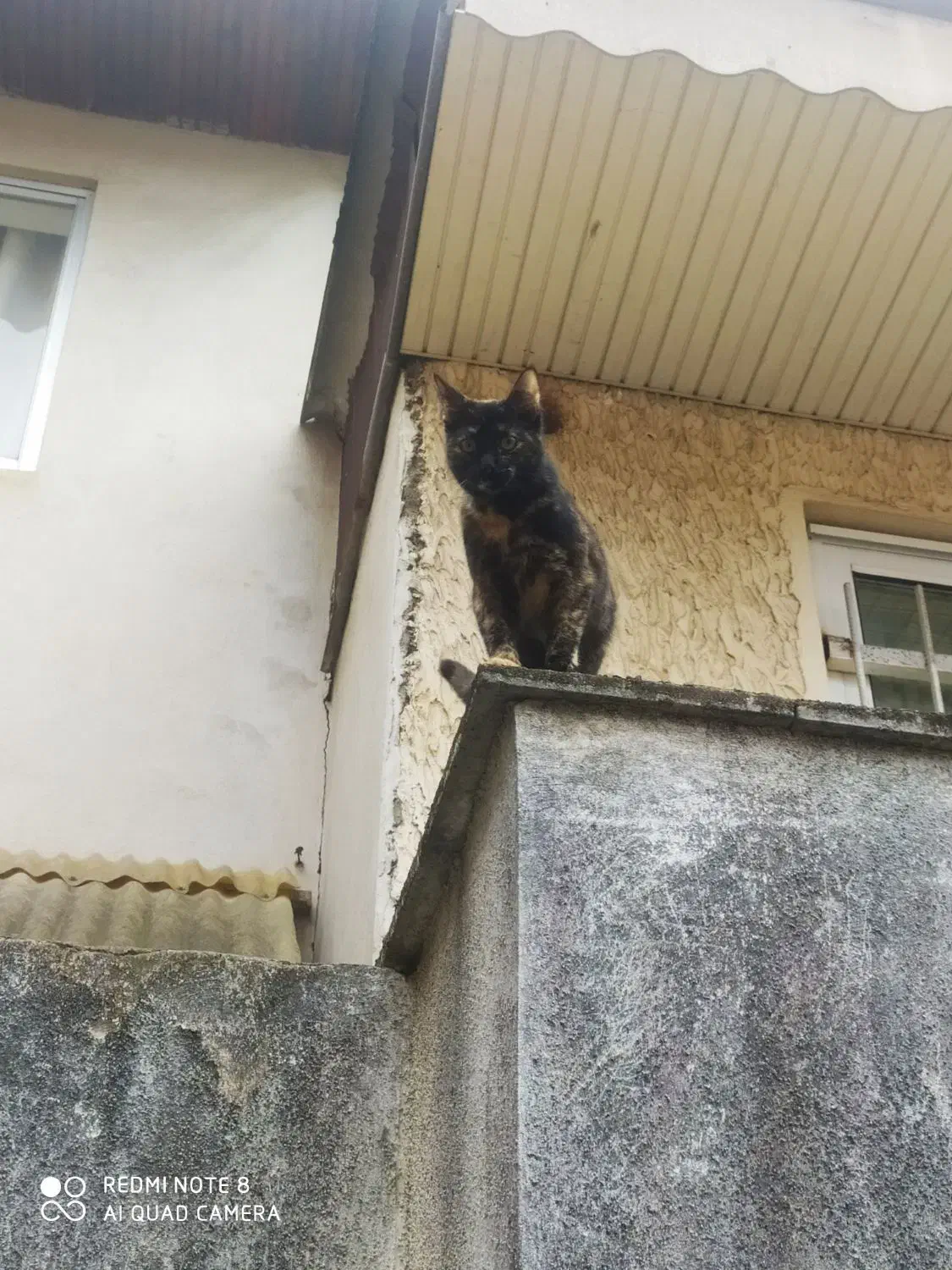 دنبال خانواده مهربون برای واگذاری|گربه|رشت, حمیدیان|دیوار