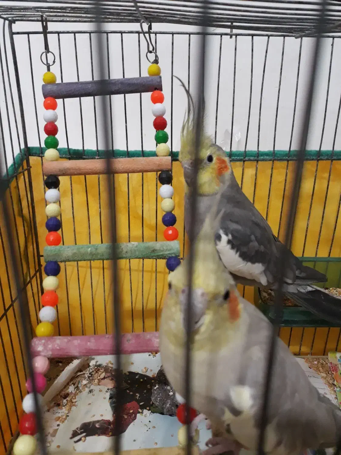 یک جفت طوطی عروس نر سخنگو یک میلیون|پرنده|لاهیجان, کوی زمانی|دیوار