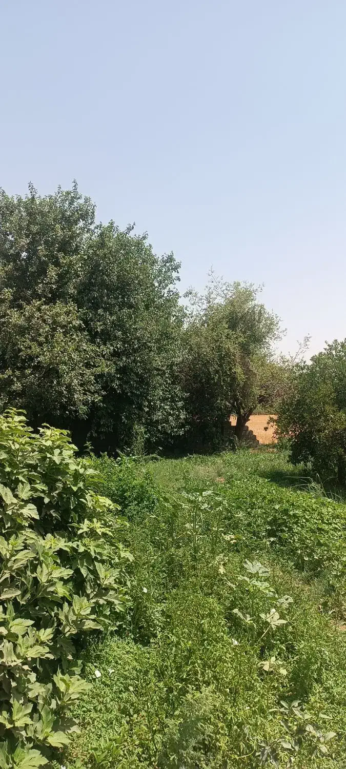 باغچه درخت دار برقدار در دزفول|فروش زمین و ملک کلنگی|اهواز, گلستان|دیوار