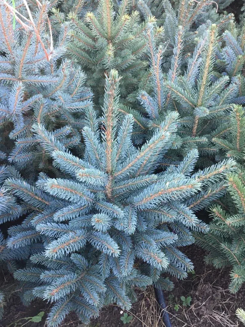 خرید و فروش انواع نهال کاج نوئل ابی ابی اس|خدمات باغبانی و درختکاری|کلاردشت, |دیوار