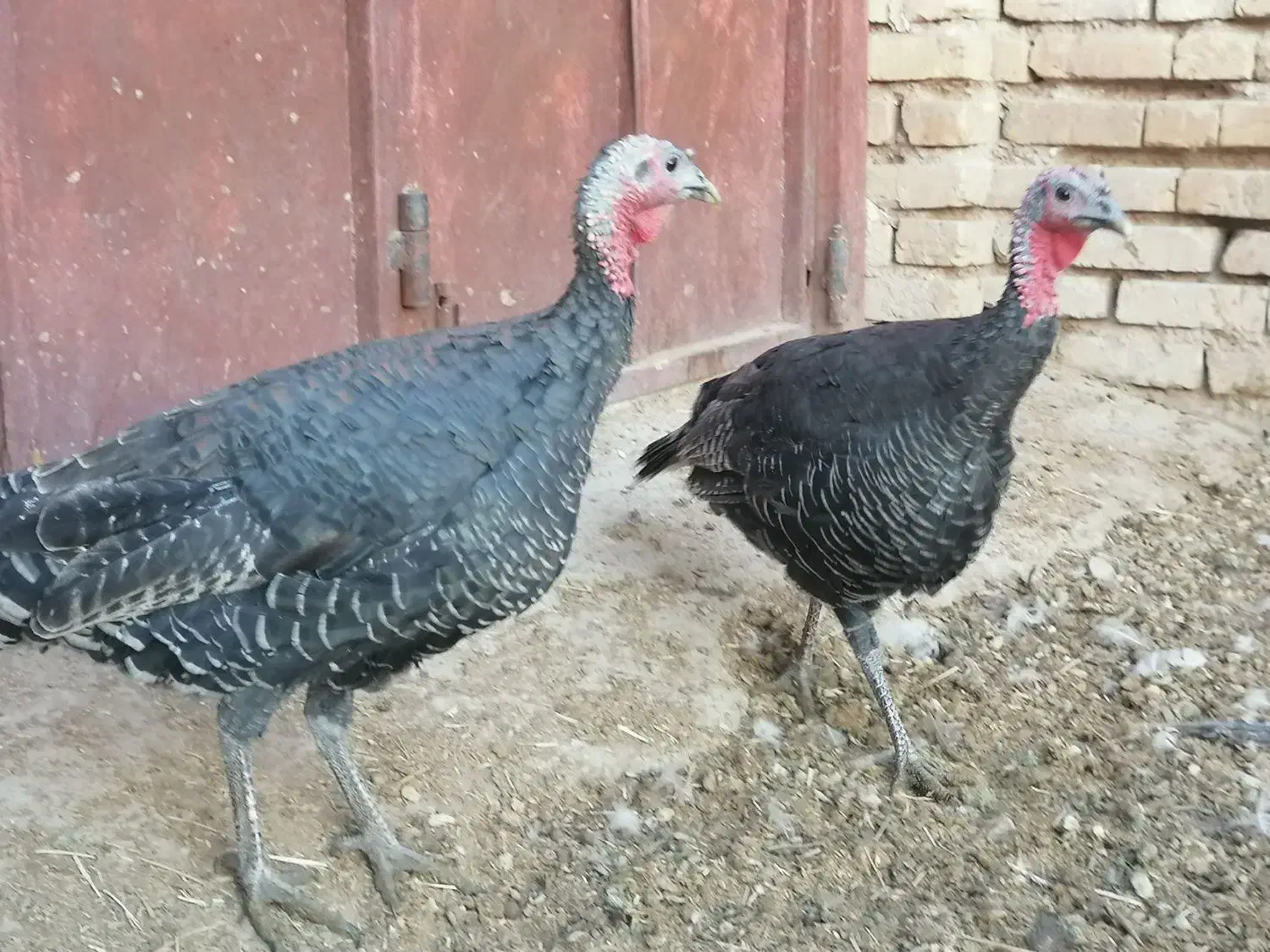 بوقلمون قو غاز|حیوانات مزرعه|شیراز, گویم|دیوار