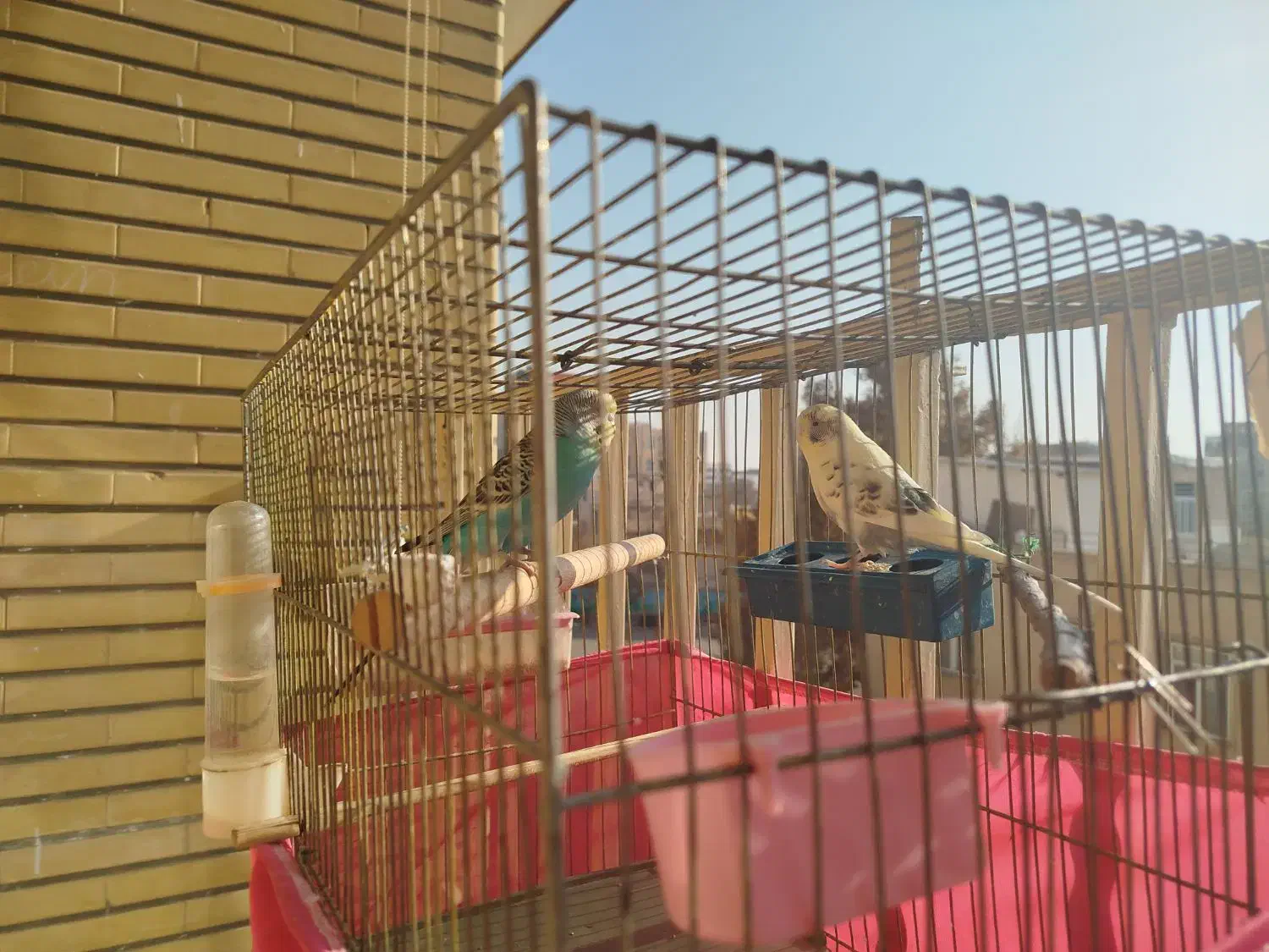 مرغ عشق|پرنده|کرج, حصارک بالا|دیوار