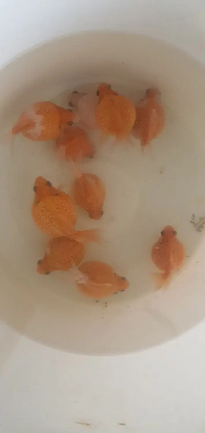 مولی گوپی پلاتی سوارتیل آنجل|ماهی|مشهد, فرهنگیان (شهرک غرب)|دیوار