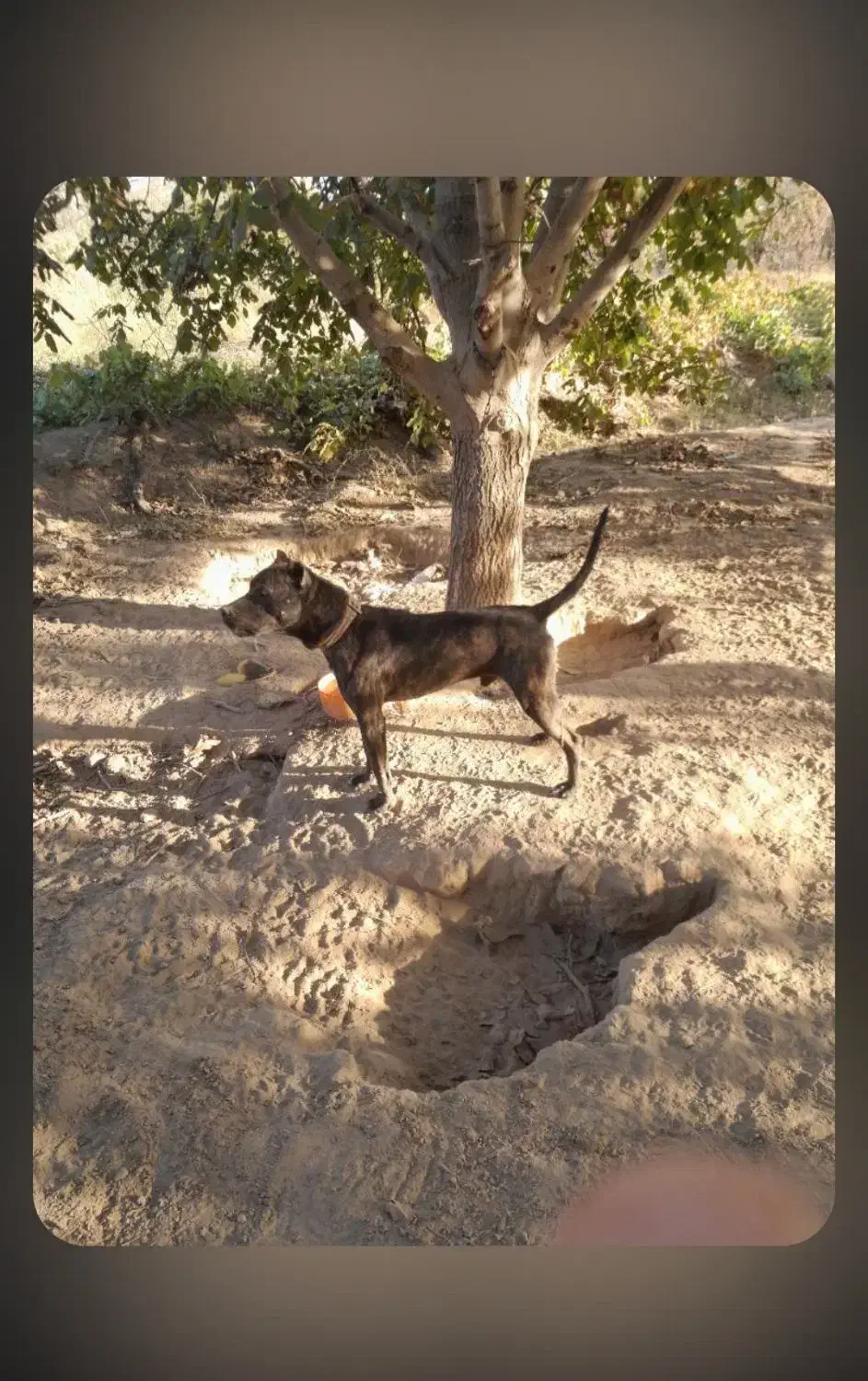 ژمن|سگ|میاندوآب, |دیوار