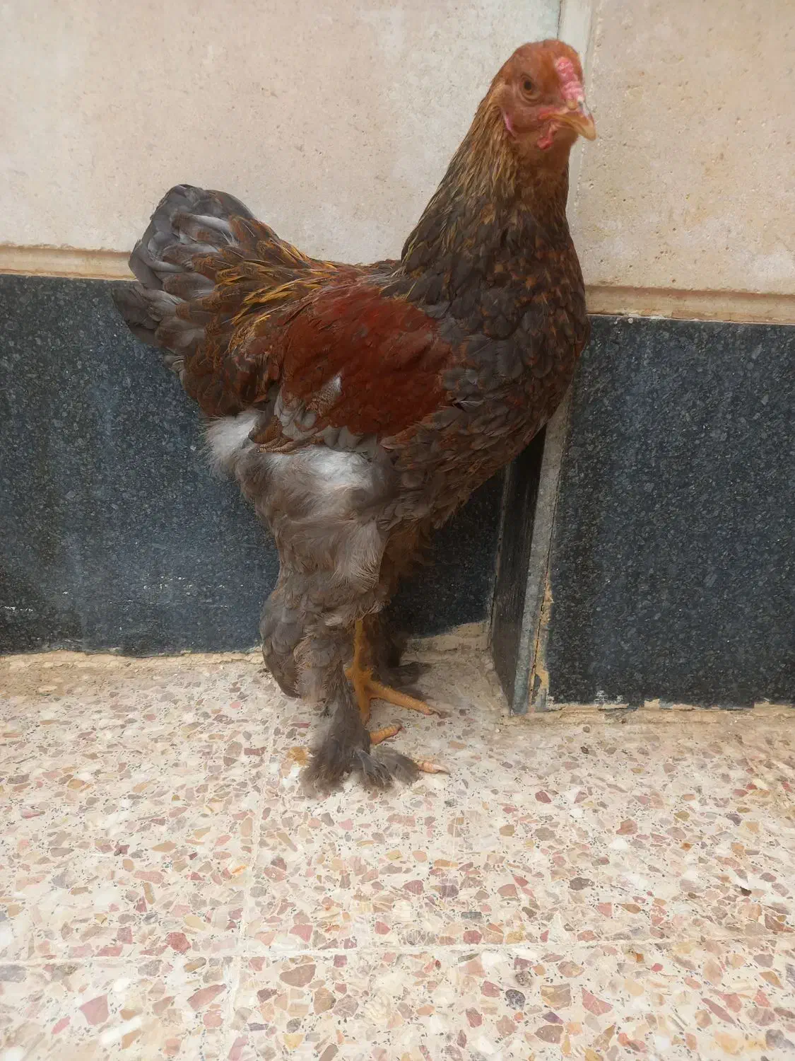 برهما|حیوانات مزرعه|شیراز, امام حسین|دیوار