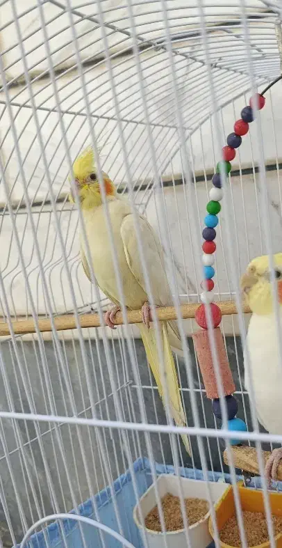 عروس هلندی ماده لوتینو|پرنده|سراب, |دیوار