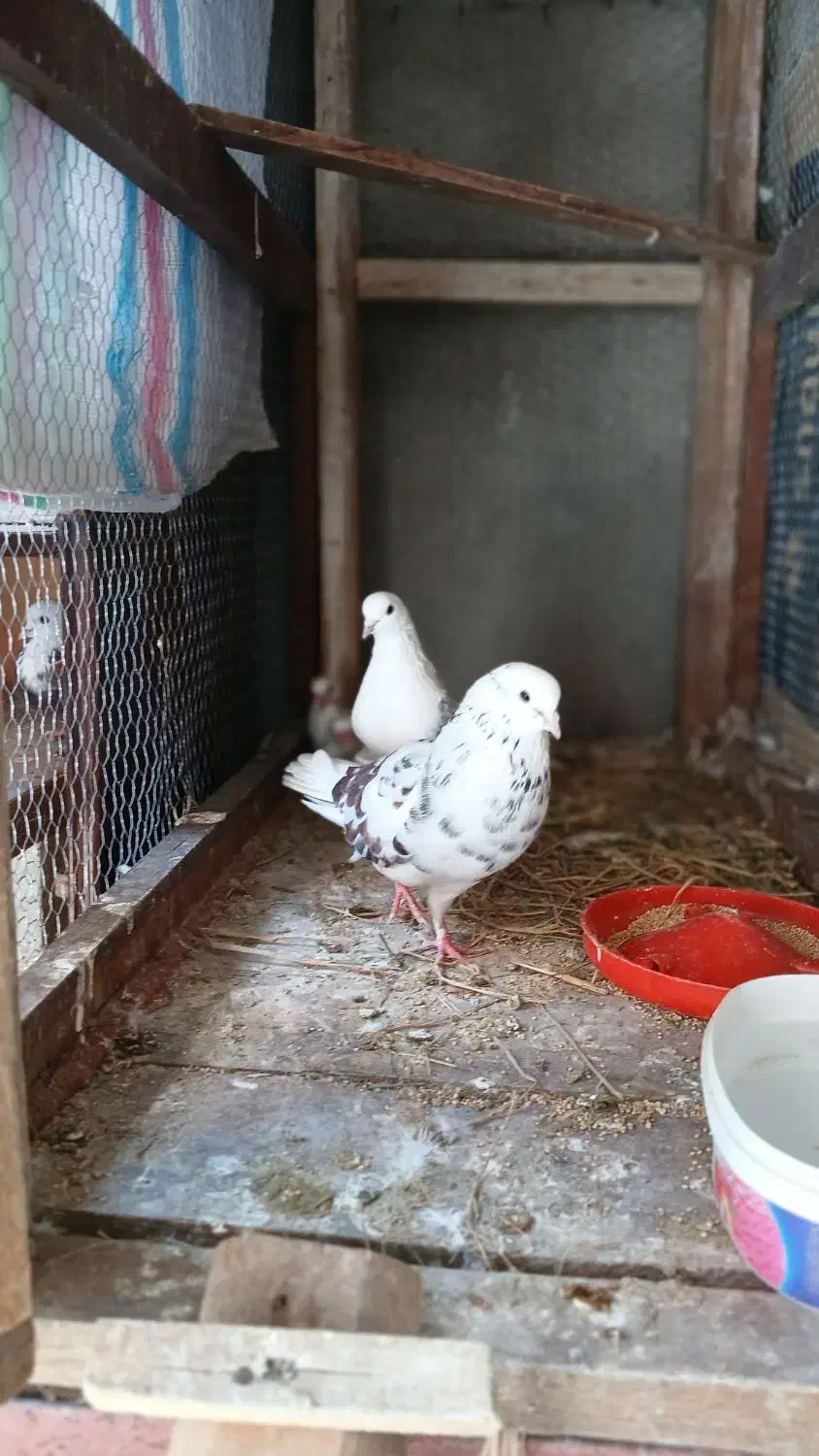 کبوتر|پرنده|ساری, |دیوار