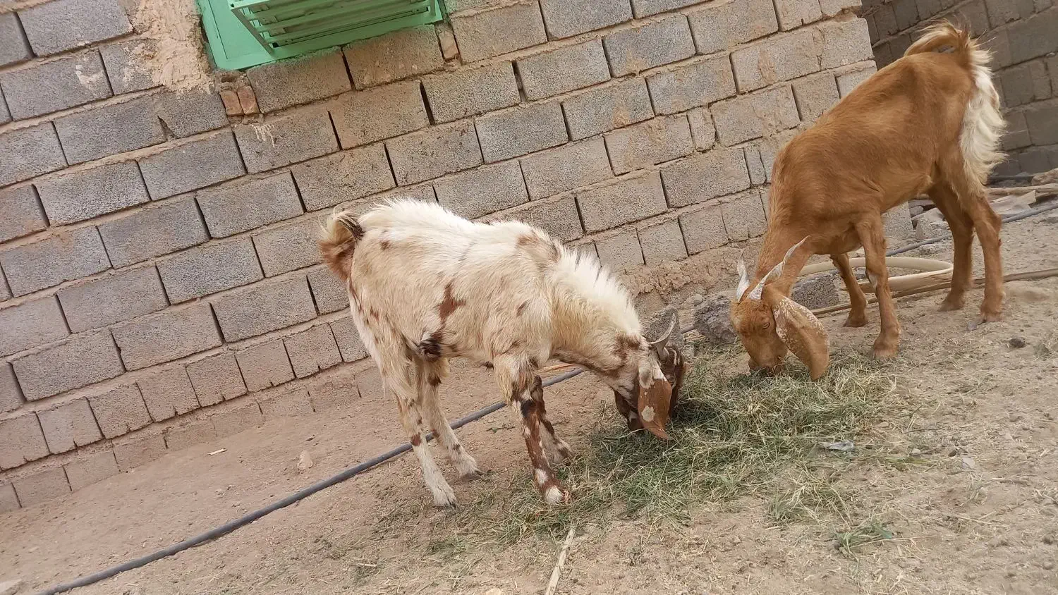 دوتا تروشت مخصوص کشتار ومالداری|حیوانات مزرعه|ایرانشهر, |دیوار