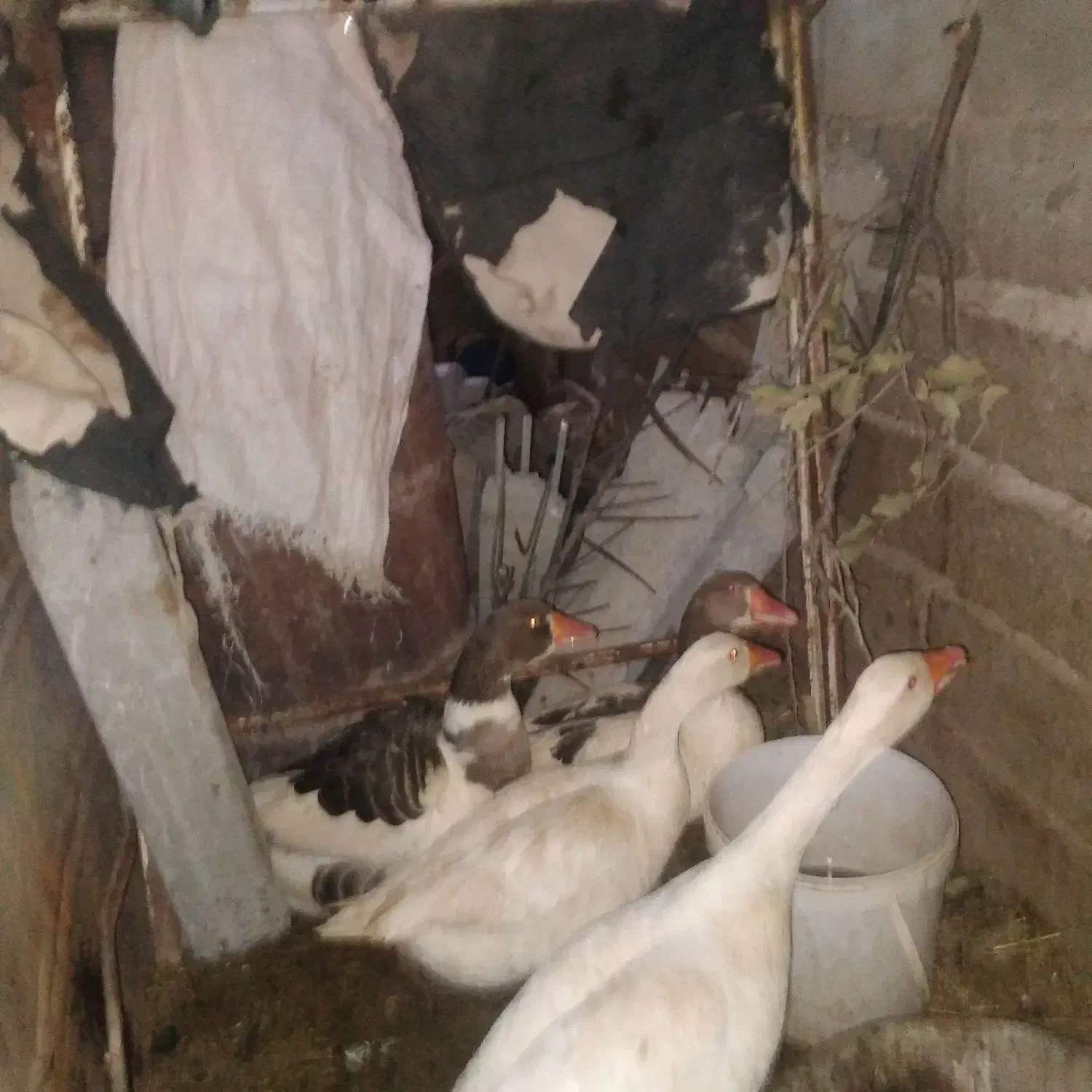 مرغ و غاز|حیوانات مزرعه|کوهدشت, |دیوار