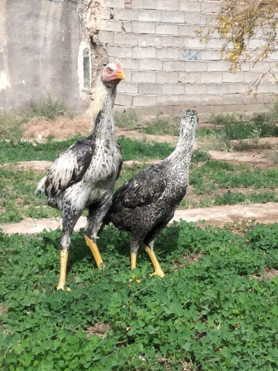 جوجه خروس لاری|حیوانات مزرعه|خاش, |دیوار