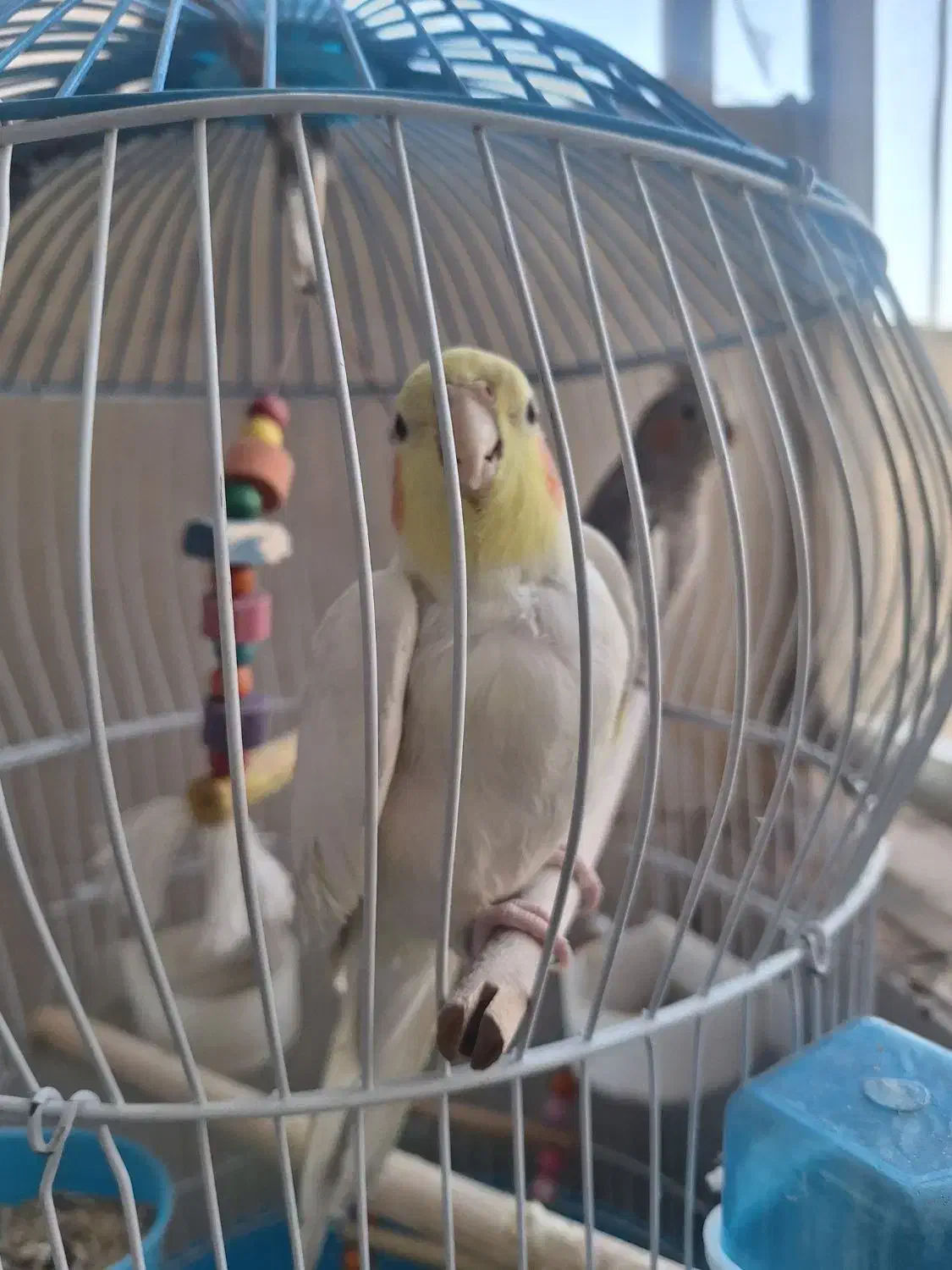 عروس هلندی نروماده|پرنده|پاکدشت, پاکدشت (مامازند)|دیوار