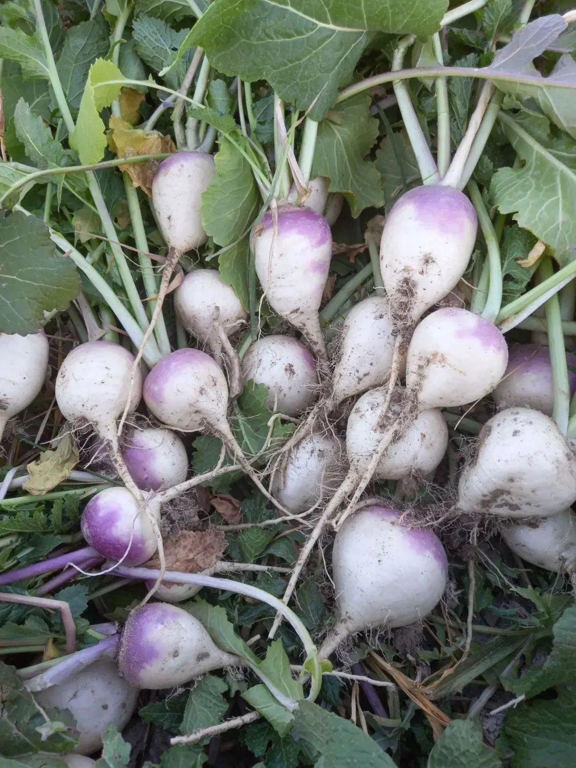 شلغم|خوردنی و آشامیدنی|گلبهار, نوبهار|دیوار