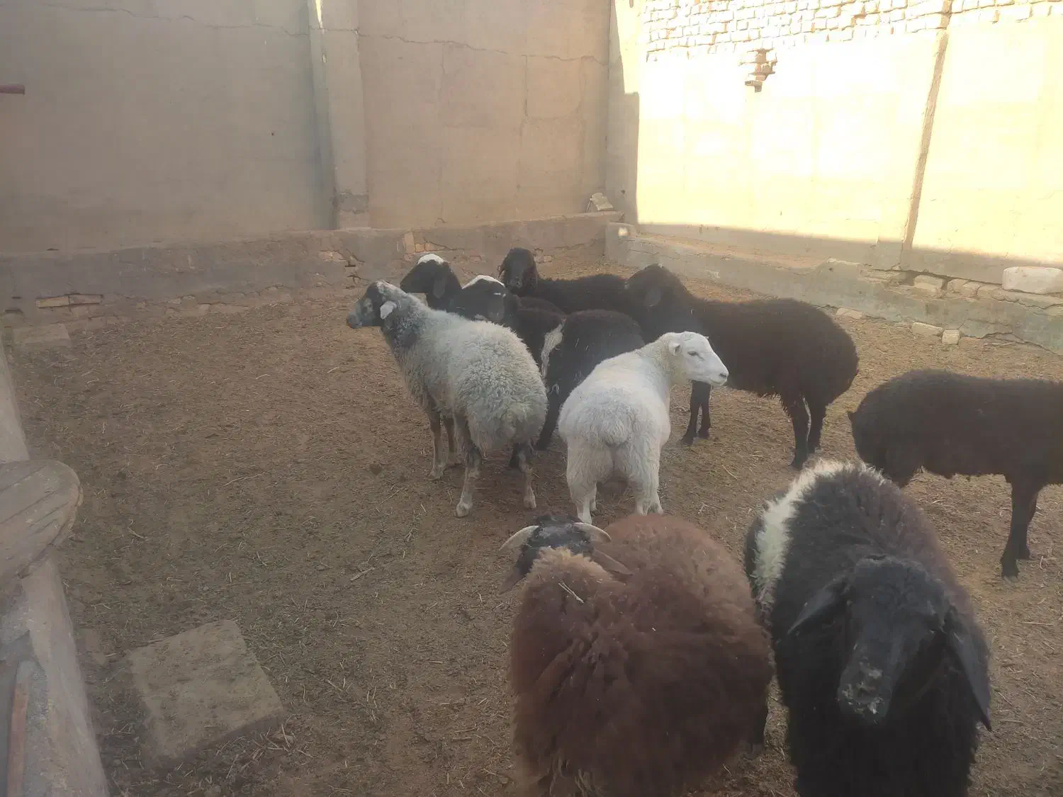 بره نر|حیوانات مزرعه|قم, پردیسان|دیوار