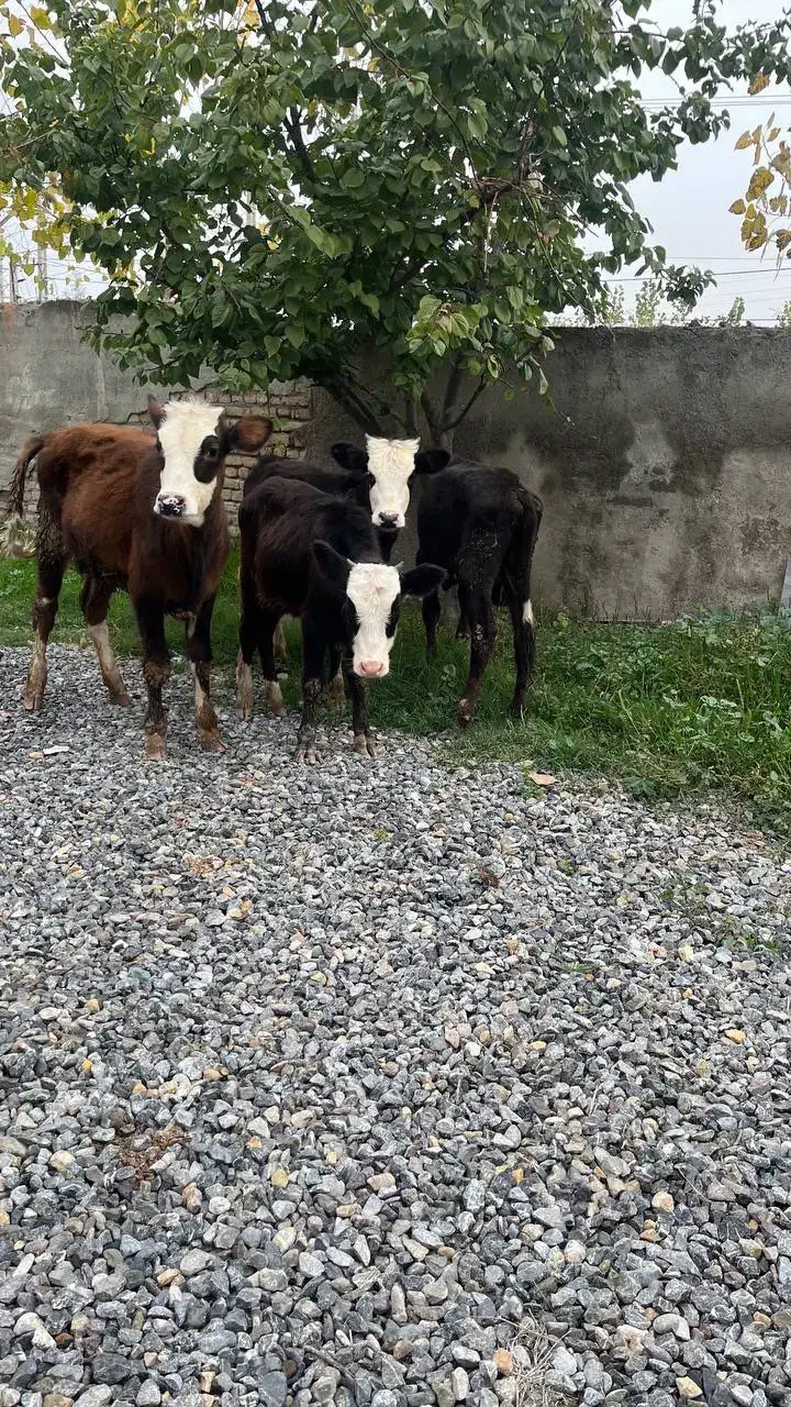 چهار راس گوساله ماده راسی ۳۲|حیوانات مزرعه|بندر ترکمن, |دیوار