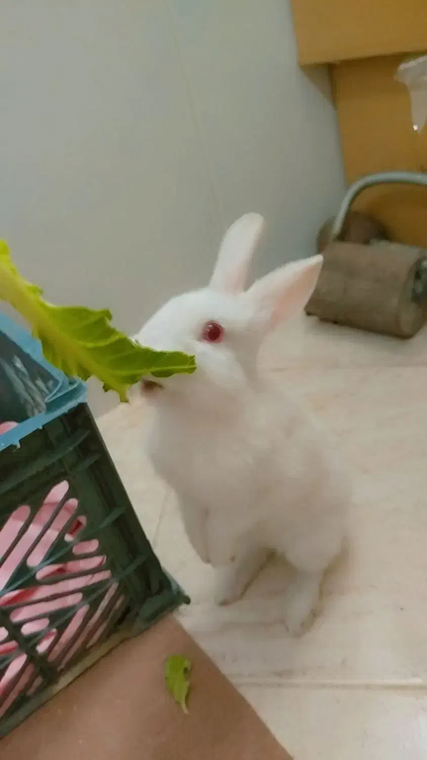 خرگوش سفید|موش و خرگوش|یزد, |دیوار