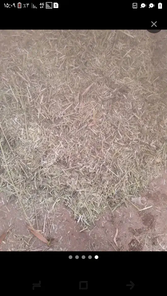 یونجه|حیوانات مزرعه|ملایر, |دیوار