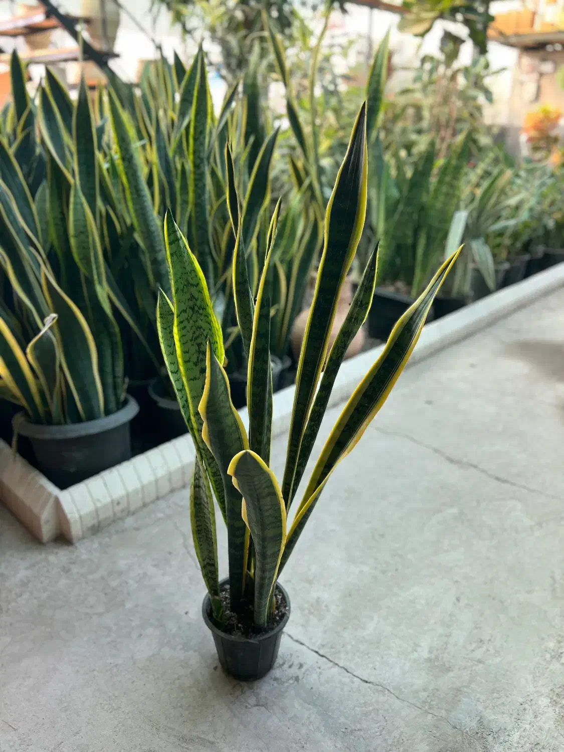 گل سانسوریا طلایی در رشت|گل و گیاه طبیعی|رشت, بیجارپس|دیوار