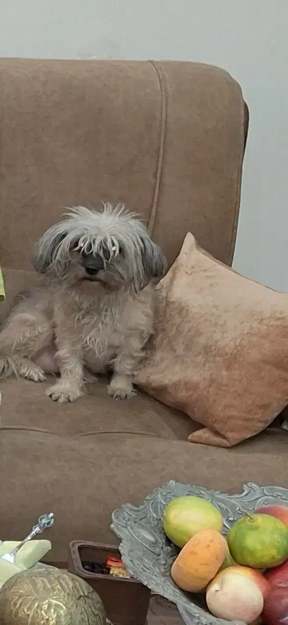 سگ حمایتی گم شده|حیوانات|کرج, گلستان|دیوار