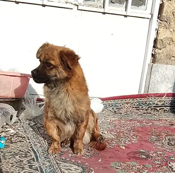 سگ فی ۷۰۰|سگ|تربتحیدریه, اندیشه|دیوار