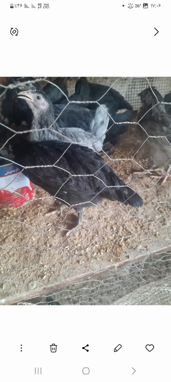 نیمچه باری اصل محلی|حیوانات مزرعه|خورموج, |دیوار