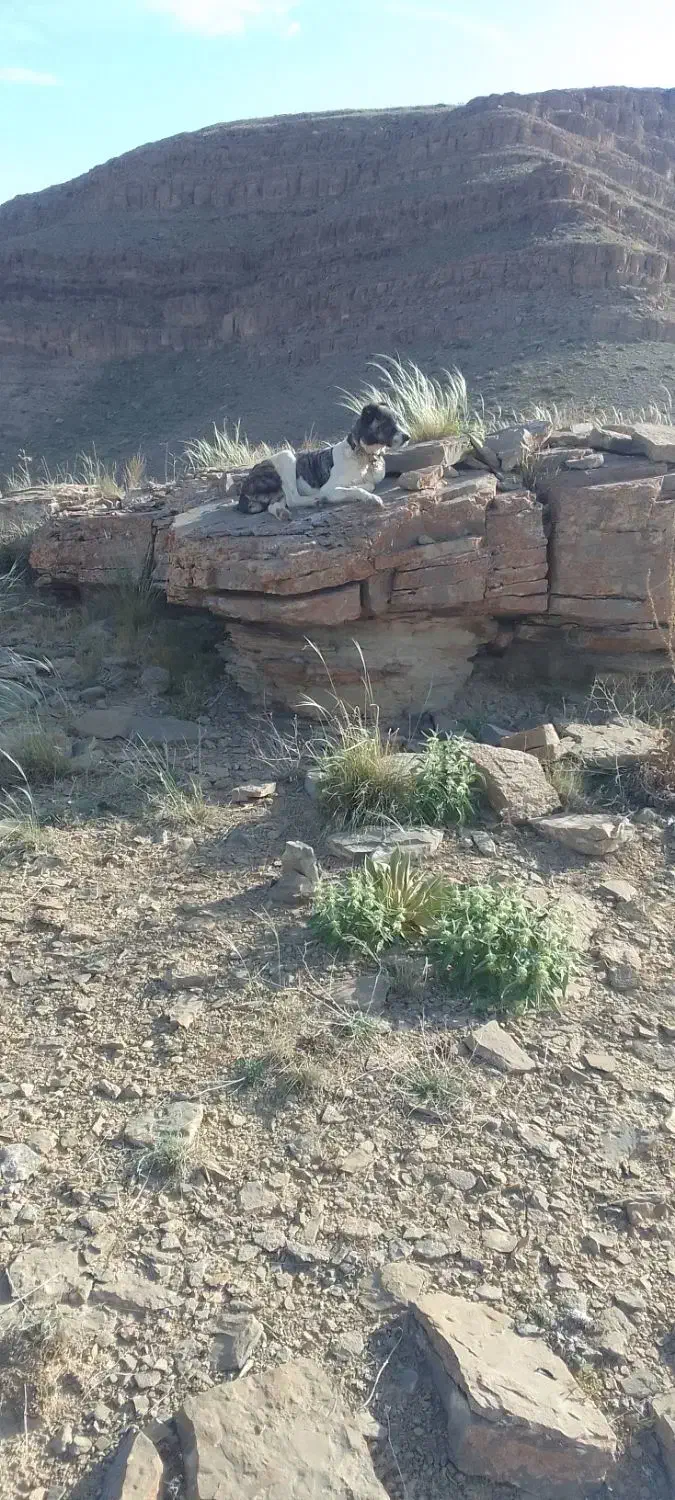 سگ.گلی|حیوانات|قوچان, |دیوار