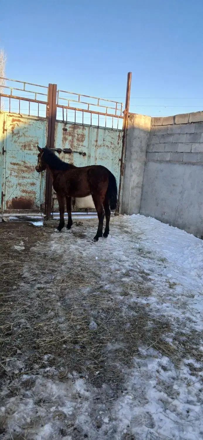 اسب ماده دوساله|اسب و تجهیزات اسب‌سواری|میانه, |دیوار