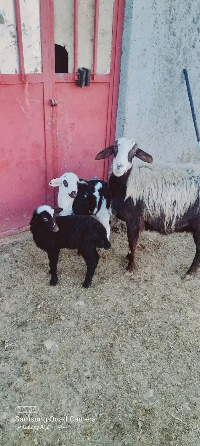 میش|حیوانات مزرعه|گیان, |دیوار