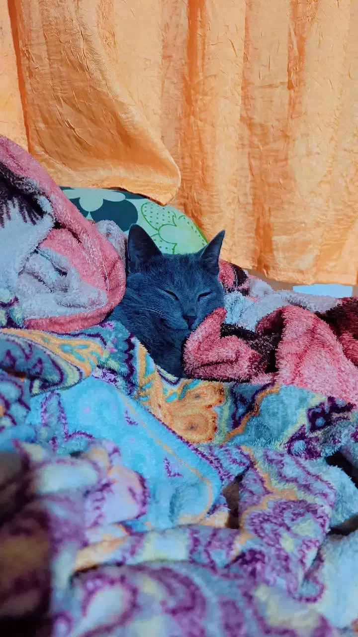 گربه نر|گربه|سنگر, |دیوار