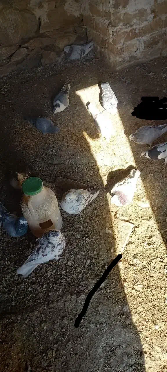 چند کبوترماده ونر وجفت|پرنده|بوئین و میاندشت, |دیوار